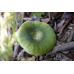 Мицелий Сыроежки зеленой (Russula aeruginea)